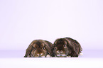 2 Dwarf Rabbits