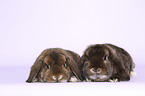 2 Dwarf Rabbits