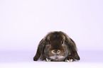 Dwarf Rabbit