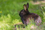 dwarf rabbit