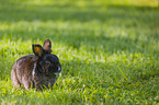 dwarf rabbit