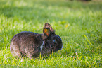 dwarf rabbit