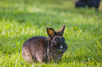 dwarf rabbit