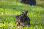 dwarf rabbit