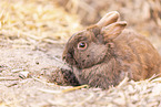 dwarf rabbit