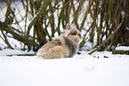 pygmy bunny