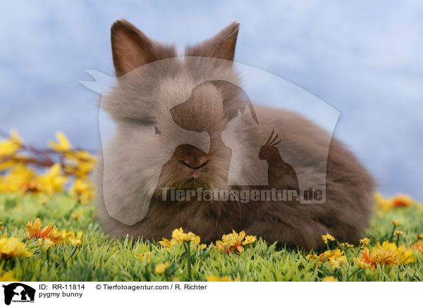 Teddyzwerg / pygmy bunny / RR-11814