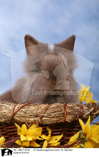 Teddyzwerg / pygmy bunny / RR-11818
