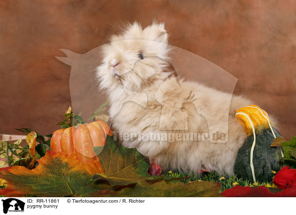 Teddyzwerg / pygmy bunny / RR-11861
