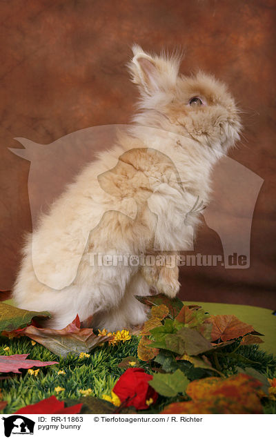 Teddyzwerg / pygmy bunny / RR-11863