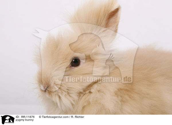 pygmy bunny / RR-11876