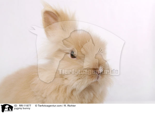 Teddyzwerg / pygmy bunny / RR-11877