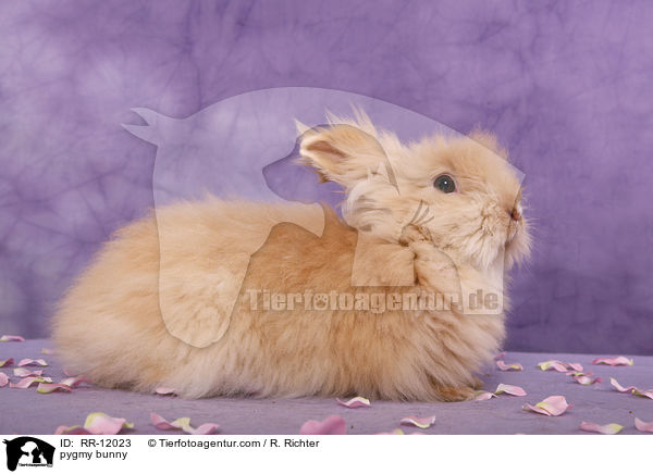 Teddyzwerg / pygmy bunny / RR-12023