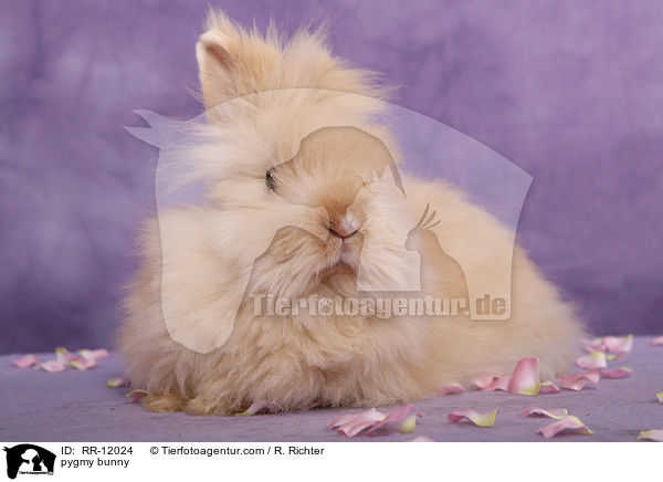 Teddyzwerg / pygmy bunny / RR-12024