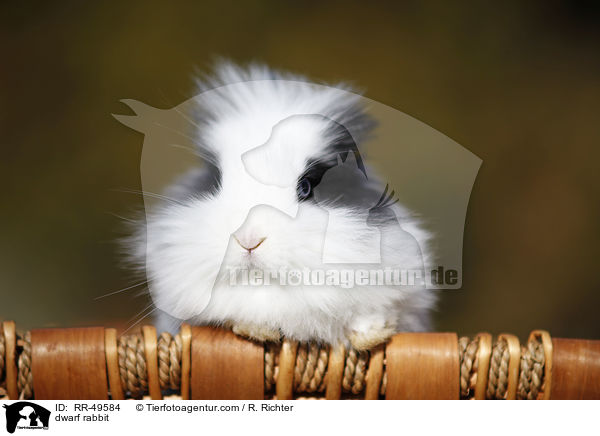 Teddyzwerg / dwarf rabbit / RR-49584