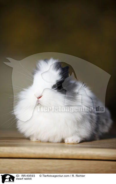 dwarf rabbit / RR-49593