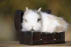 dwarf rabbit