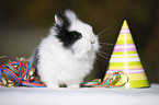 dwarf rabbit