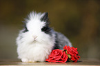 dwarf rabbit