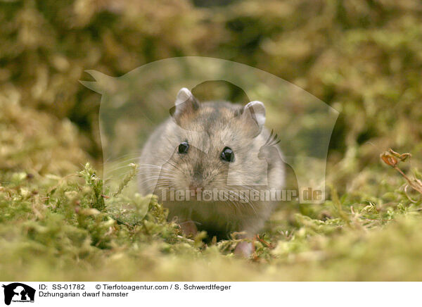 Dzhungarian dwarf hamster / SS-01782