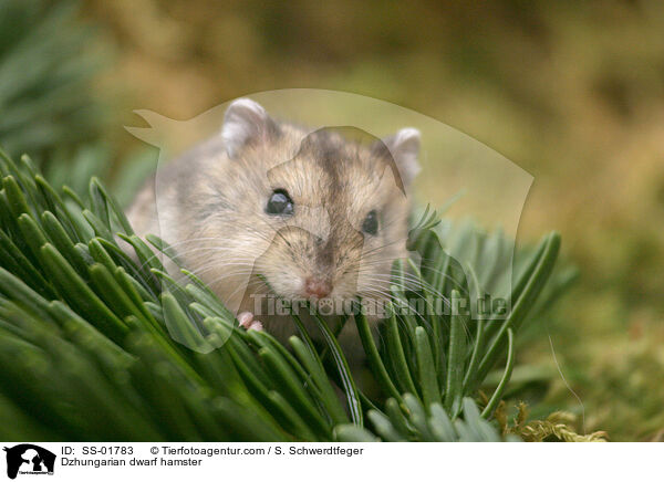 Dzhungarian dwarf hamster / SS-01783