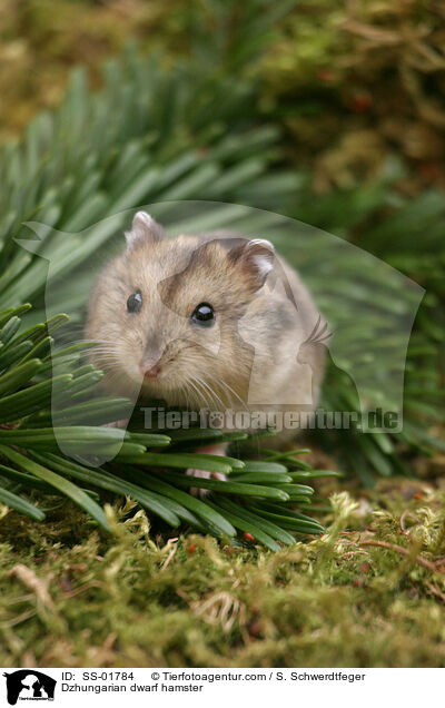 Dzhungarian dwarf hamster / SS-01784
