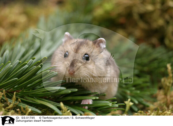 Dzhungarian dwarf hamster / SS-01785