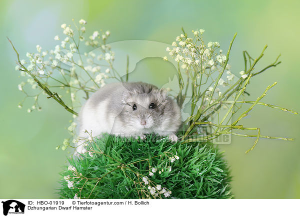 Dzhungarian Dwarf Hamster / HBO-01919