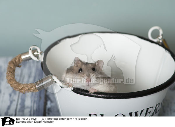 Dzhungarian Dwarf Hamster / HBO-01921