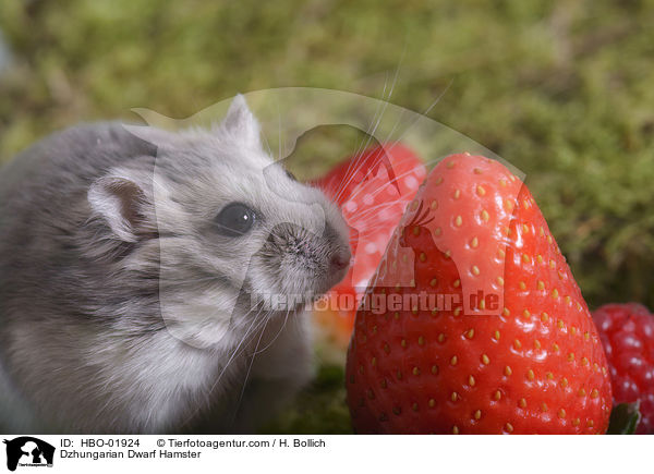 Dsungarischer Zwerghamster / Dzhungarian Dwarf Hamster / HBO-01924