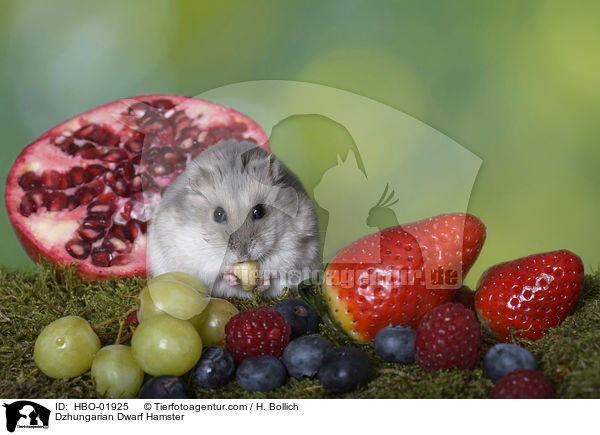 Dsungarischer Zwerghamster / Dzhungarian Dwarf Hamster / HBO-01925