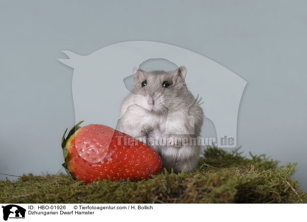 Dzhungarian Dwarf Hamster / HBO-01926