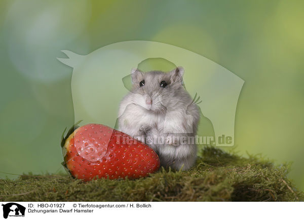 Dsungarischer Zwerghamster / Dzhungarian Dwarf Hamster / HBO-01927