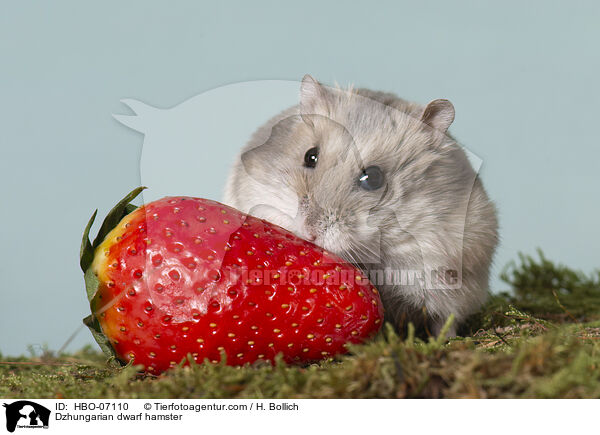 Dsungarischer Zwerghamster / Dzhungarian dwarf hamster / HBO-07110