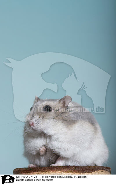 Dzhungarian dwarf hamster / HBO-07125