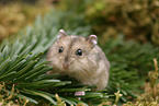 Dzhungarian dwarf hamster