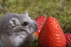 Dzhungarian Dwarf Hamster