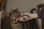 woman with dwarf Hamster and Cat