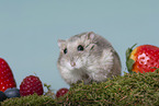 Dzhungarian dwarf hamster