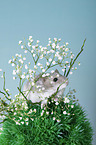 Dzhungarian dwarf hamster