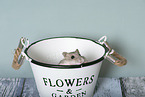 Dzhungarian dwarf hamster