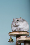 Dzhungarian dwarf hamster