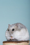 Dzhungarian dwarf hamster