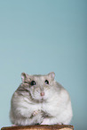 Dzhungarian dwarf hamster