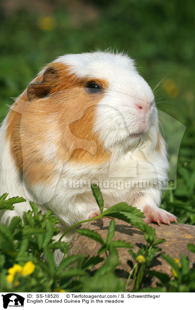 English Crested Guinea Pig in the meadow / SS-18520