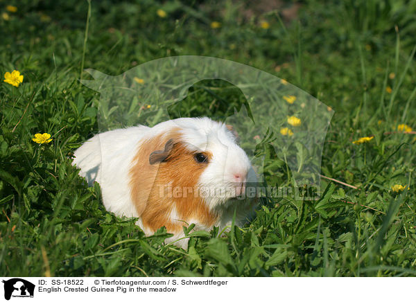 English Crested Guinea Pig in the meadow / SS-18522