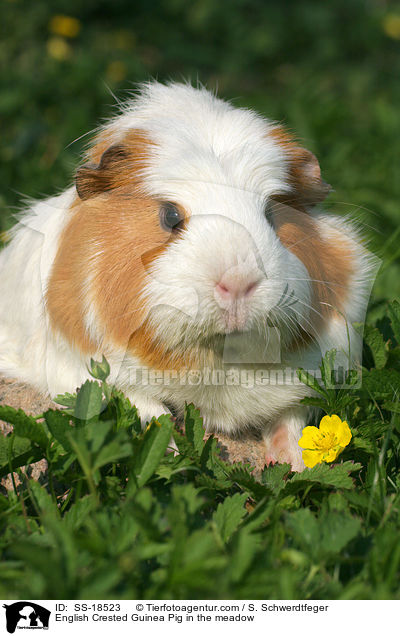 English Crested Guinea Pig in the meadow / SS-18523