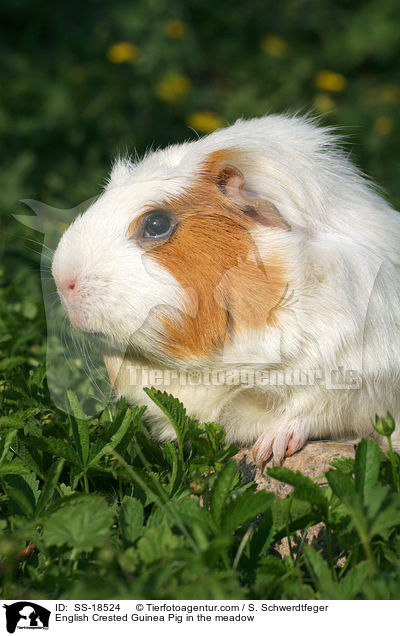 English Crested Guinea Pig in the meadow / SS-18524