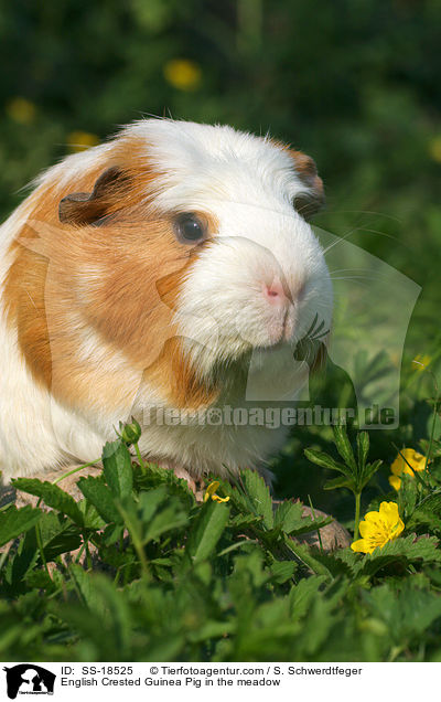 English Crested Guinea Pig in the meadow / SS-18525