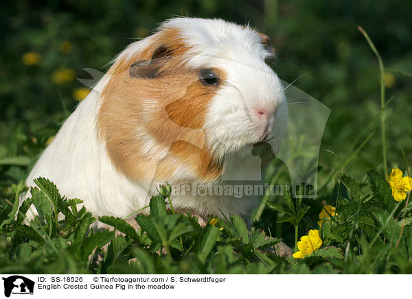 English Crested Guinea Pig in the meadow / SS-18526